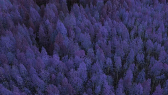 Autumn fantasy blue forest in Ural