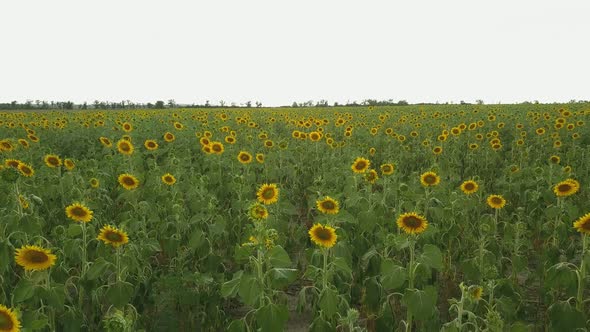 Low Flight Over A Sunflower Field