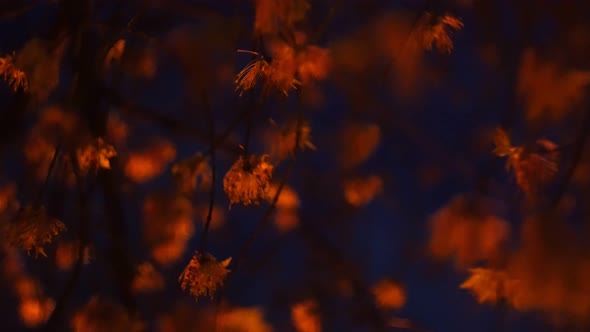 Beautiful evening tree in the light of the moon in the night city