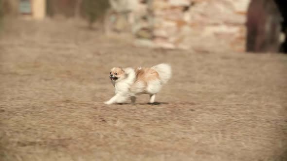Little Cute Toy Pomeranian Spitz Runs Fast in the Spring Field alt