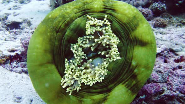 Sea Anemone and Clown Fish alt