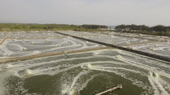 Shrimp Farming in Indonesia alt