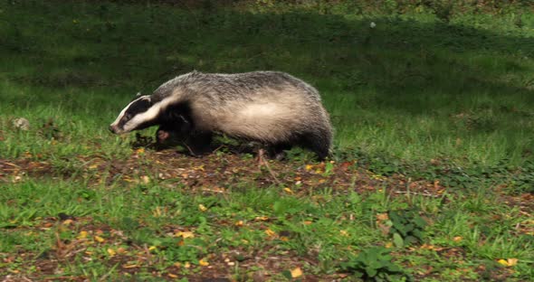European Badger, meles meles, Adult walking on Grass, Normandy in France, Slow motion 4K alt