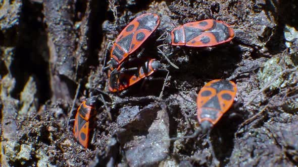 A Small Group of Pyrrhocoris Apterus Sits on the Bark of a Tree. Macro Video. alt