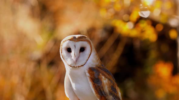 Close-up of a Barn Owl alt