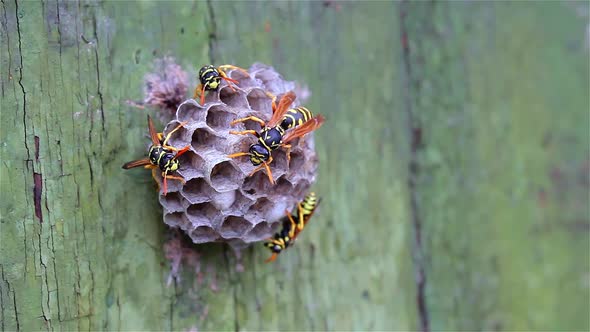 The wasp family sees on its paper nest where larvae are grown and fed. Biting insects, wildlife alt