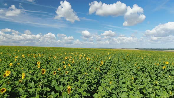 Margins of Sunflower Fields In Rays of Setting Sun alt