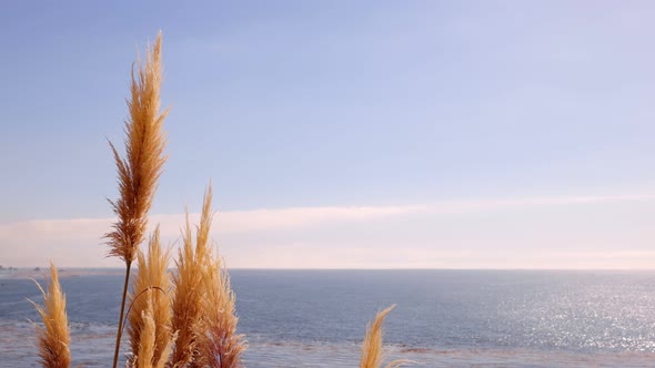 Slow motion shot of Pampas Grass blowing in the breeze near Big Sur California alt