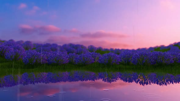 Lavender Field Sunset And Water Reflection