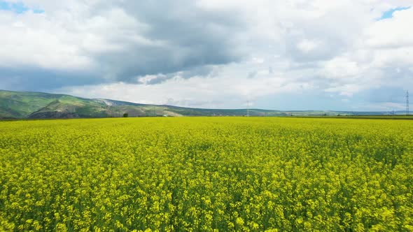 Drone view of blooming rapeseed.