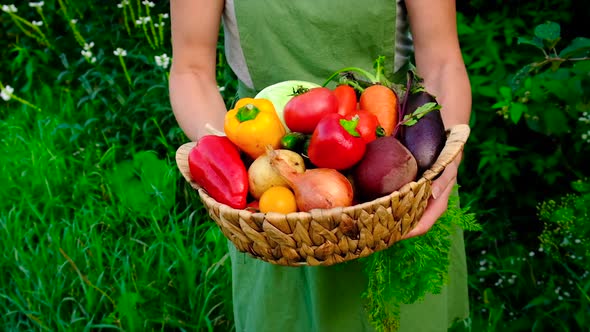 Woman Holding Vegetables in Her Hands Harvest alt