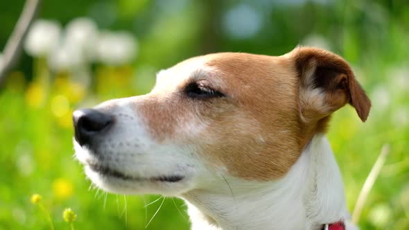 Jack Russel Terrier on Green Field