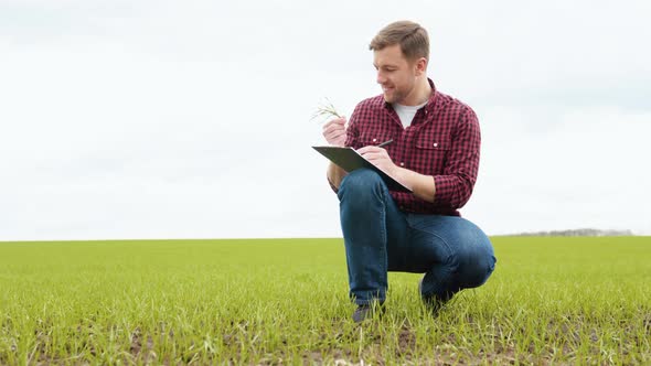 Man Farmer Working in the Field Inspects the Crop Wheat Germ Natural a Farming alt