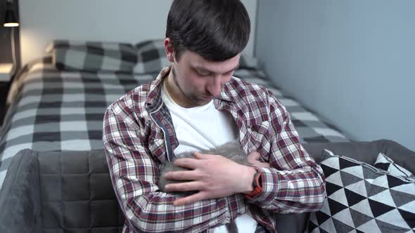 Caucasian Male Holds Small Cute Gray Scottish Straight Kitten in Arms That Falls Asleep at Home on alt