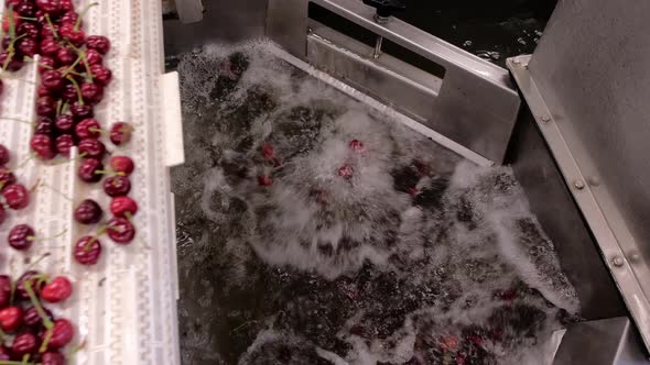 Wild Cherries Fall Into Foaming Water From Conveyor Belt