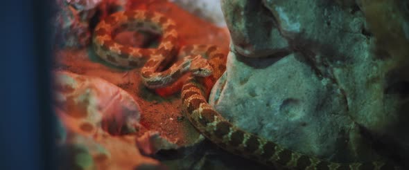 Royal snake also known as diadem snake, beautifully moving on th ground. alt