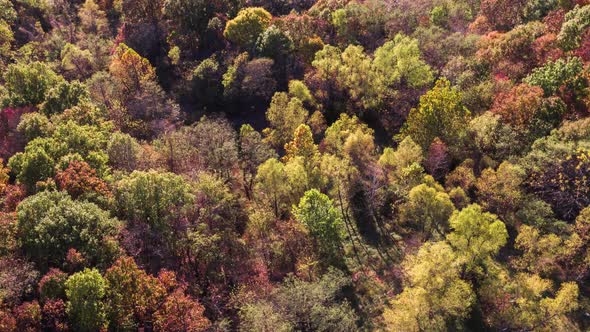 Drone Aerial of Beautiful Forest at Sunset alt