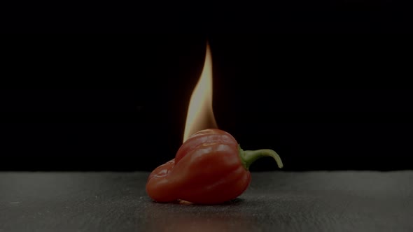 Red habanero chili pepper on fire on black background