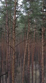 Vertical Video of the Pine Forest in the Afternoon alt
