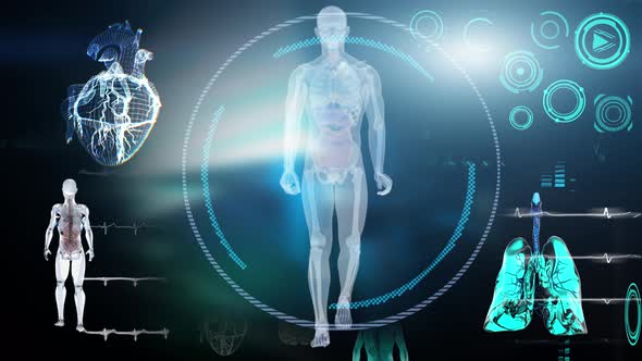 medical Interface, analysis of Human Male Anatomy