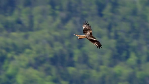 Stunning tracking shot of gliding red kite in front of greened mountains in sunlight alt