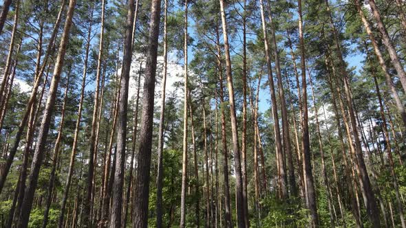 Green Forest with Trees By Day alt