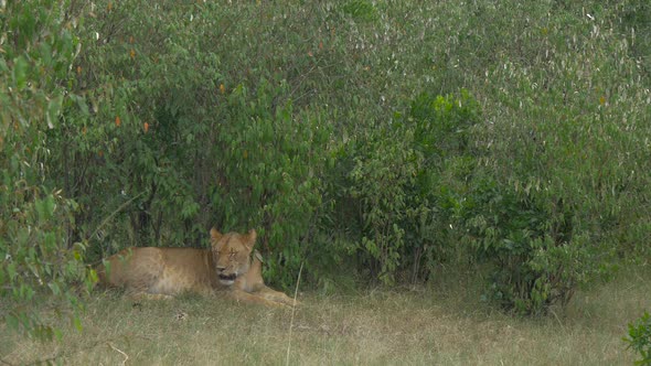 Spotted lioness resting near bushes alt