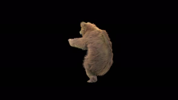 142 Bear Dancing 4K alt