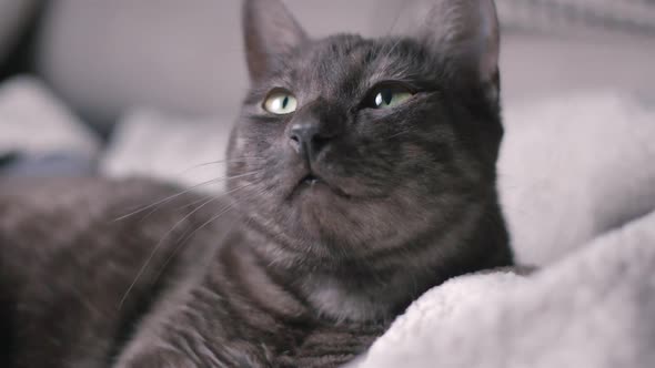 Beautiful cat relaxing, playing, grooming, slow motion