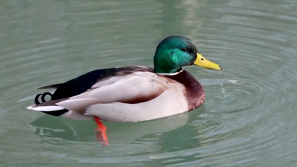 Emerald head male drake duck bird close-up water