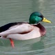 Emerald head male drake duck bird close-up water - VideoHive Item for Sale
