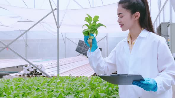 4k slow handheld asian female Hydroculture Specialist Studying Root Structure of Lettuce greenhouse alt