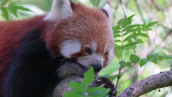 Adorable Red Panda relaxing in tree and cleaning paws early in the morning. Subtropical Rainforest o alt