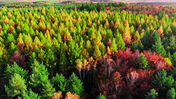Aerial view of autumn colorful forest at sunset, Poland alt