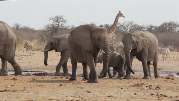 Herd of African elephants drinking at a muddy waterhole, Etosha national Park alt