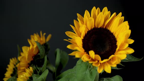 Rotating Footage of Sunflowers, Stock Footage | VideoHive