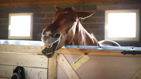 Funny Brown Horse Head Yawns in Stable alt