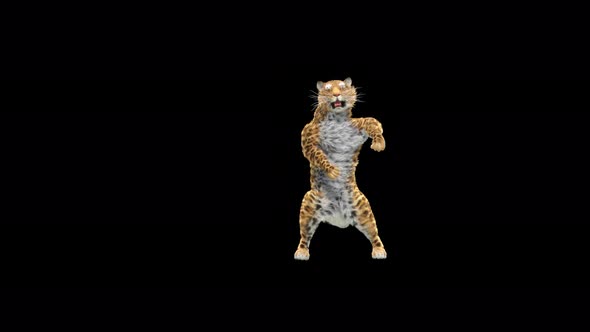 Leopard Dancing 4K alt