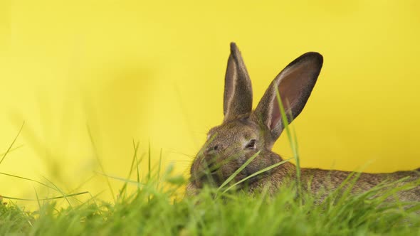 Rabbit resting in grass with yellow background, medium shot alt