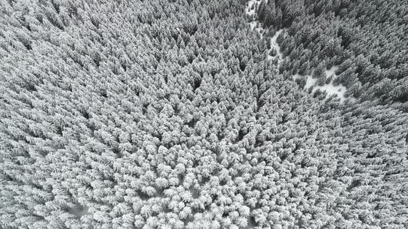 Flying High Above Mountain Valley With Snow Covered Frozen Pine Forest