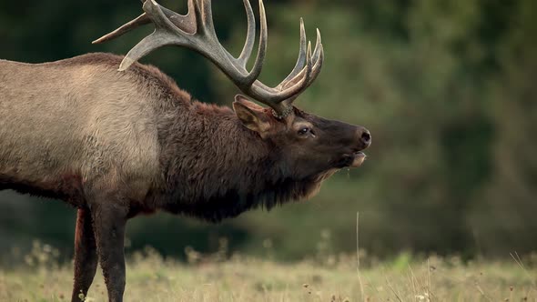 Bull Elk Bugling Video Clip in 4k alt