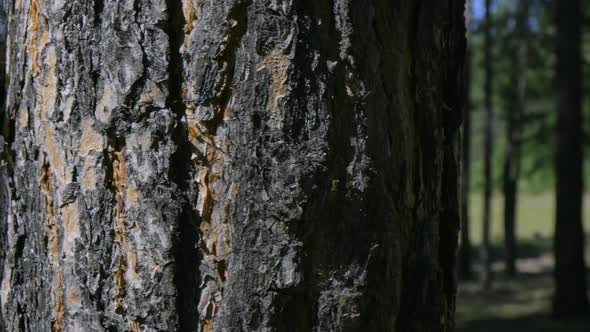Portrait of a Girl with Closed Eyes in Glasses Leaning Her Head Against a Tree