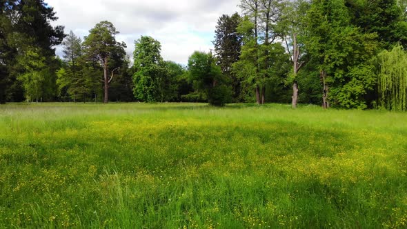 Low flying quadrocopter over a field with green grass, yellow blooming flowers alt