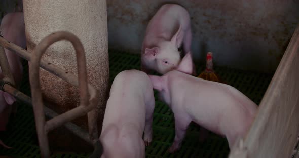 Pigs at Livestock Farm Pork Production Piglet Breeding alt