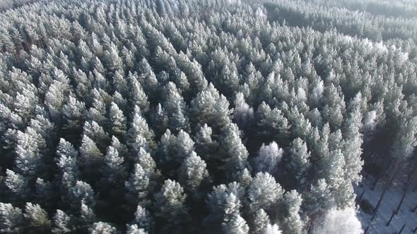 Aerial View of a Winter Forest