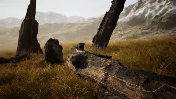 Burnt Tree Logs After Forest Fire alt