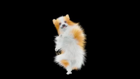 Dog Dancing HD alt