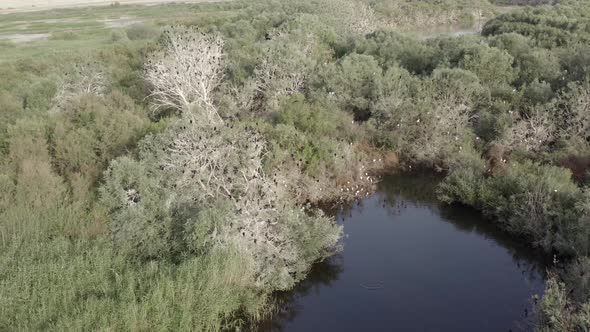 Breeding Cormorant Colony Next to River