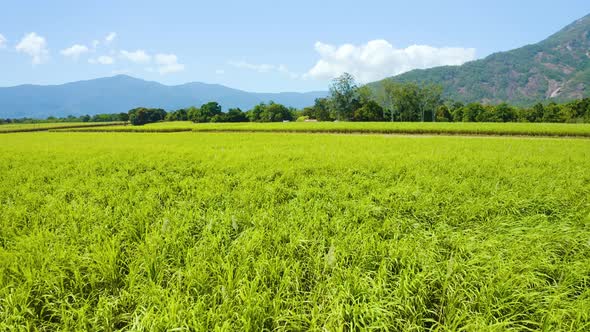 Aerial, Beautiful View On Sugar Cane Plantation  In Cairns, Queensland, Australia