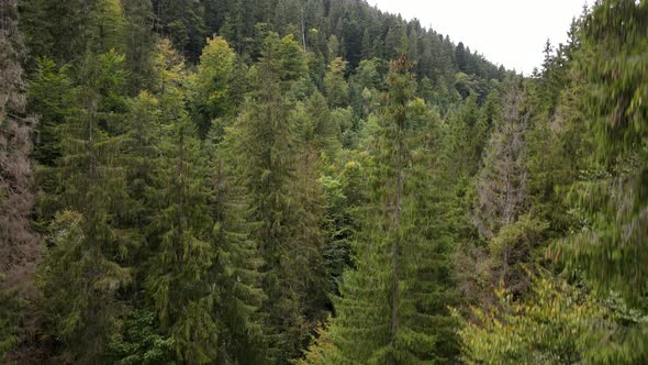 Drone Shot Going Up Green Forest alt